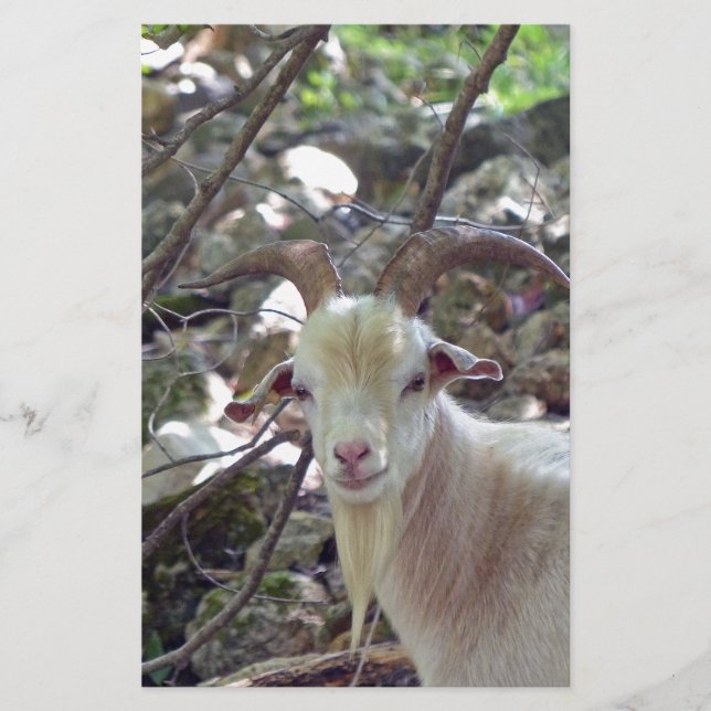 Papelaria Billy Goat (Frente)