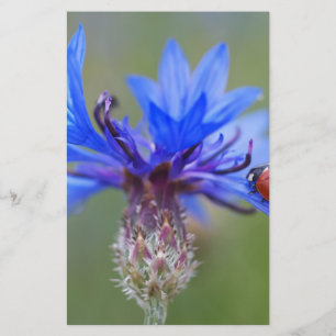 Papelaria Blue Blossoms Ladybug Peace Love Destiny Art Vine