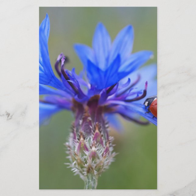 Papelaria Blue Blossoms Ladybug Peace Love Destiny Art Vine (Frente)