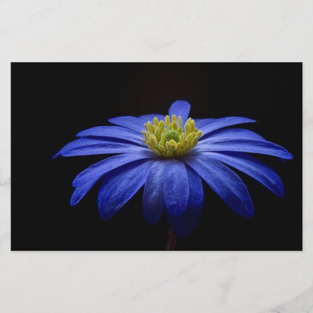 Papelaria Blue Daisy Gerbera Flower Scrapbook (Frente)