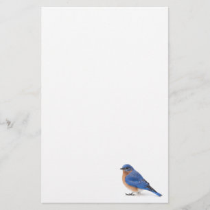 Papelaria Bluebird