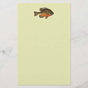 Papelaria Bluegill Bream