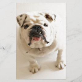 Papelaria Bulldog Muito Fofo