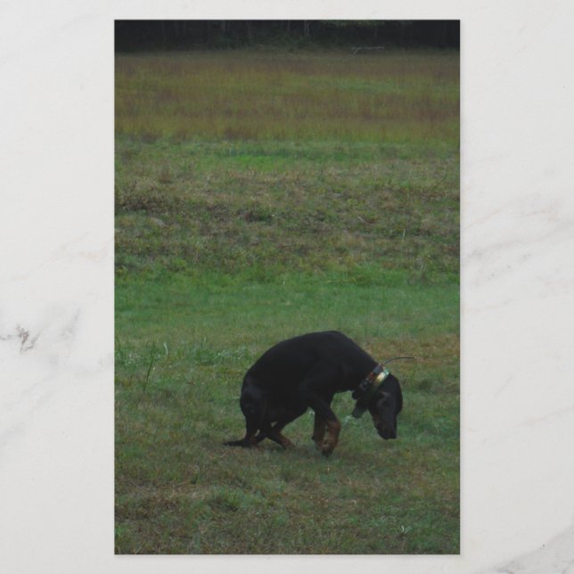Papelaria Cachorro de caça desistindo da perseguição (Frente)