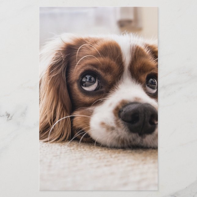 Papelaria Cachorro Panelado De Olhos Tristes (Frente)