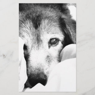 Papelaria cachorro sonolento abraçado na cama preto e branco