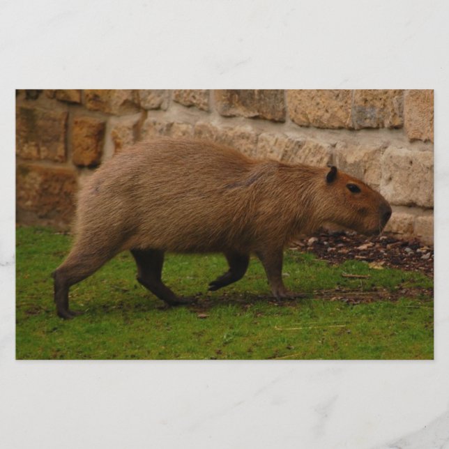 Papelaria capybara (Frente)