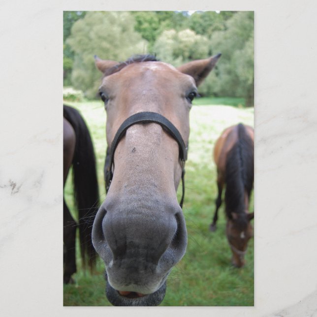Papelaria Cara de cavalo (Frente)