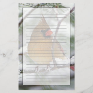 Papelaria Cardinal-do-norte fêmea em árvore de pinheiro neva