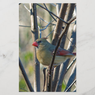 Papelaria Cardinal feminino