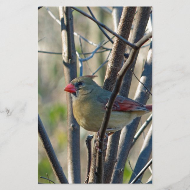 Papelaria Cardinal feminino (Frente)