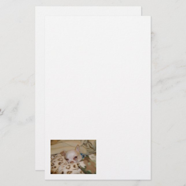 Papelaria Carta Comfy Chihuahua (Frente/Verso)