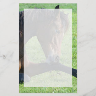 Papelaria Cavalo castanho bonito a vaiar na grama
