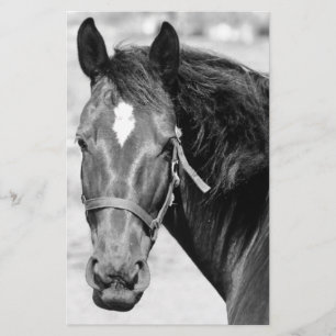 Papelaria Cavalo Preto Branco