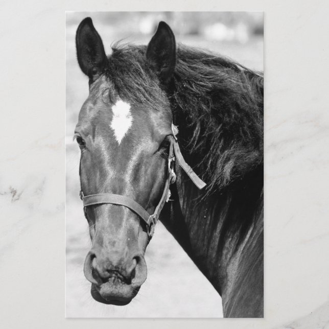 Papelaria Cavalo Preto Branco (Frente)