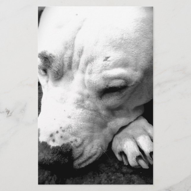 Papelaria cicatriz do harry potter cachorro pit bull branco (Frente)