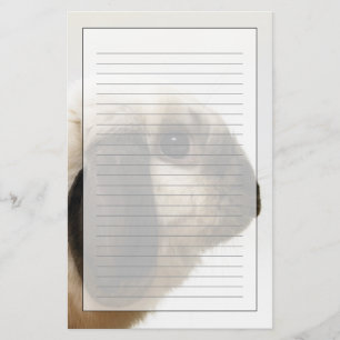 Papelaria Coelho que olha o coelho