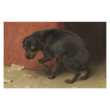 Consciência Faz Borricas De Todos Nós