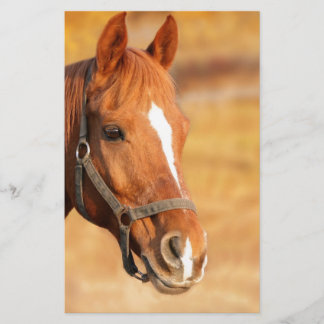 PAPELARIA CORTE HORSE
