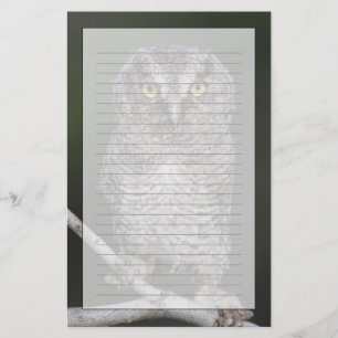 Papelaria Coruja-pequena, Megascops asio, Otus 2