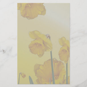 Papelaria Daffodil amarelo do narciso