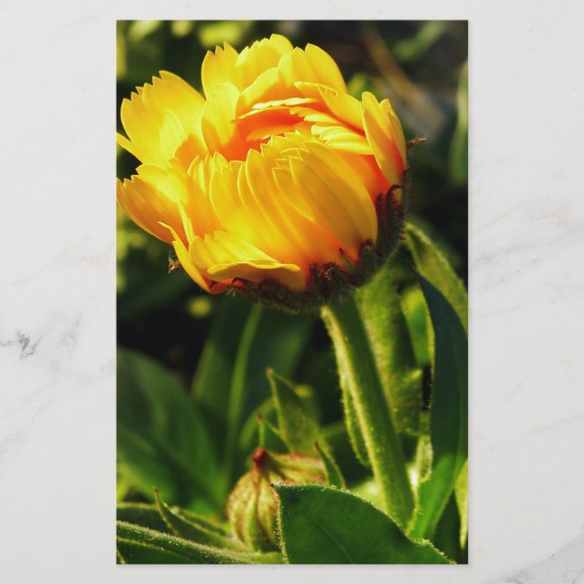 Papelaria Daisy (Frente)