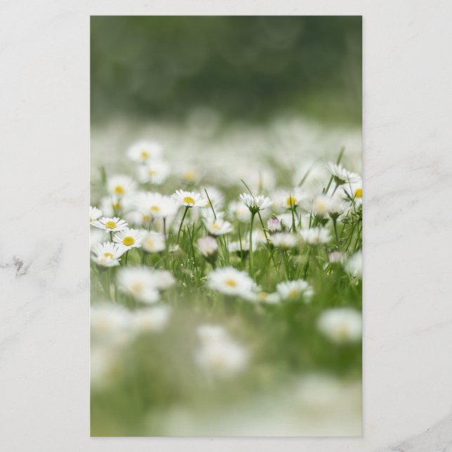 Papelaria Daisy Meadow (Frente)