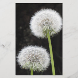 Papelaria - Dandelions