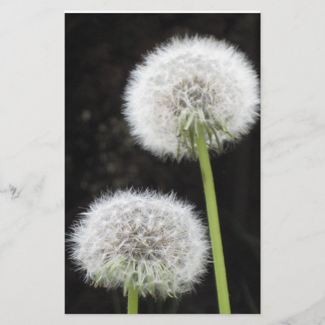 Papelaria - Dandelions (Frente)