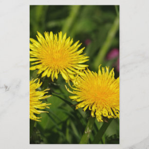 Papelaria Dandelions