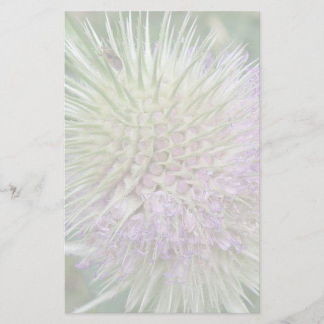 Papelaria de Grama Selvagem (Frente)