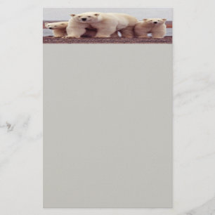 Papelaria de urso polar