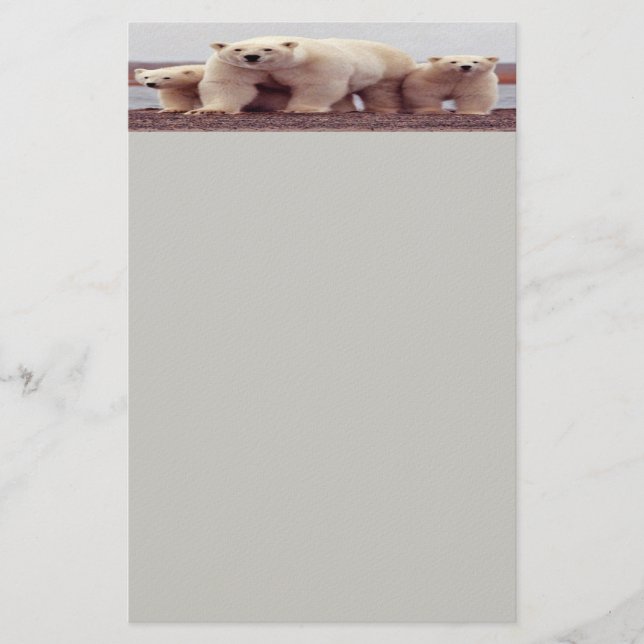 Papelaria de Urso Polar (Frente)