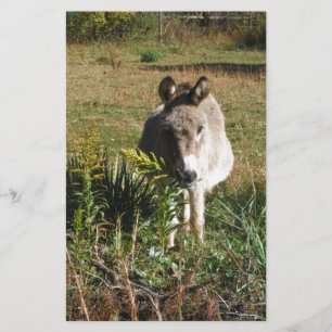 Papelaria Donkey Picting Yellow Autumn Wildflower