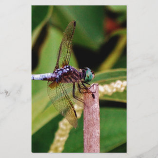 Papelaria Dragonfly com flores brancas