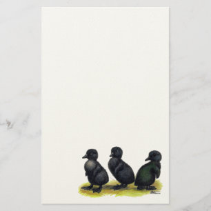 Papelaria Ducklings Black Cayuga