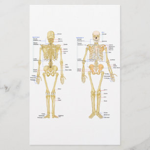 Papelaria Esqueleto humano etiquetado carta da anatomia