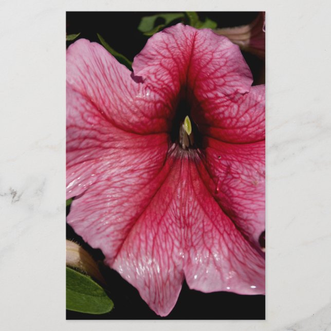 Papelaria Explosão Floral (Frente)