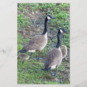 Papelaria Família Geese Canadense