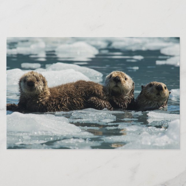 Papelaria Família Sea Otter (Frente)