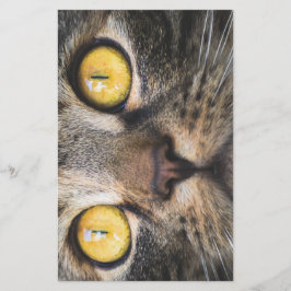 Papelaria Fechamento de Gato com Olhos Amarelos