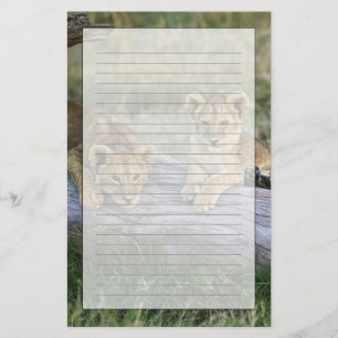 Papelaria Filhotes de leão no registro, Panthera leo, Masai