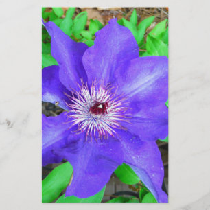 Papelaria Flor Clematis Roxo