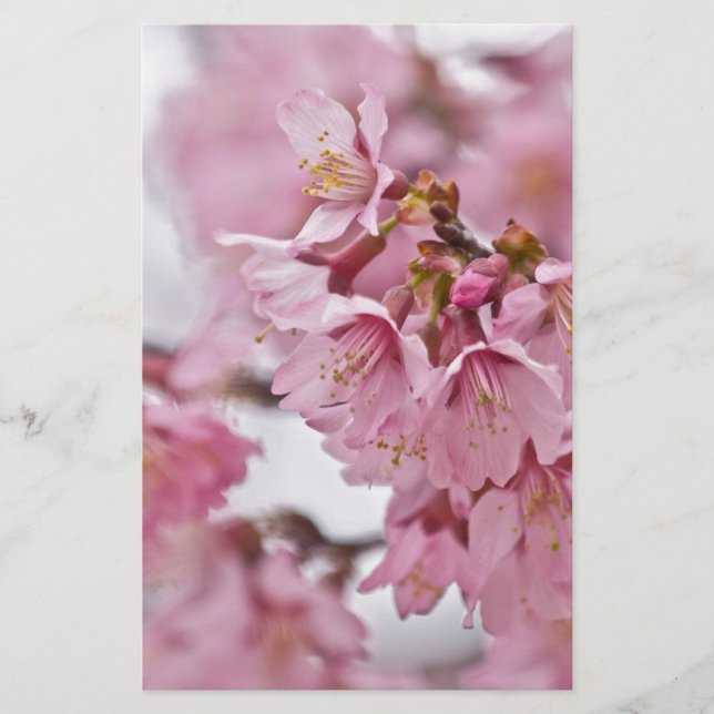 Papelaria Flor de Cerejeira Sakura Rosa Pálido (Frente)