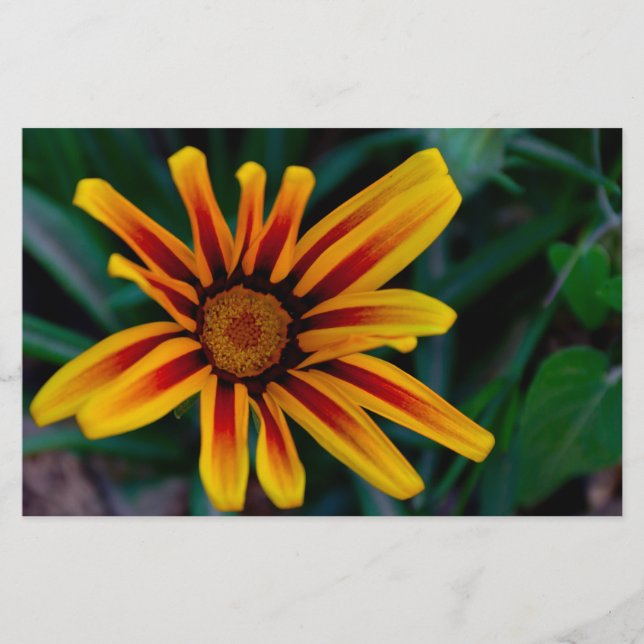 Papelaria Flor de Gazania (Frente)
