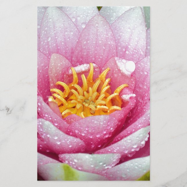 Papelaria Flor de lírio de água PInk (Frente)