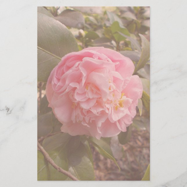 Papelaria Flor de Rosa (Frente)