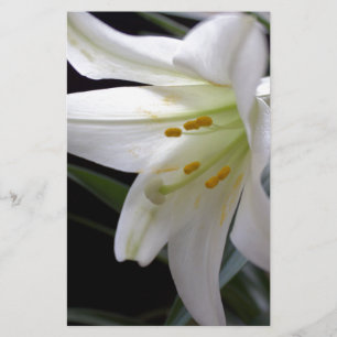 Papelaria Flor lírio de Páscoa branca Bonito e puro a pret