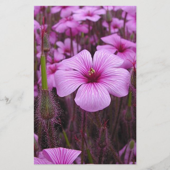 Papelaria Floral bonito (Frente)
