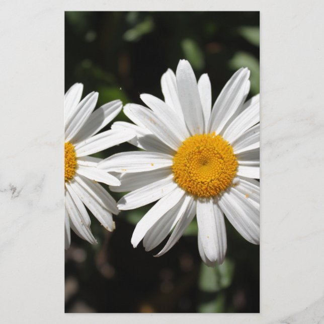 Papelaria Flores bonito e puras de margarida branca (Frente)